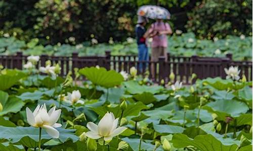 洪湖公园荷花开了没_洪湖公园荷花开了没有