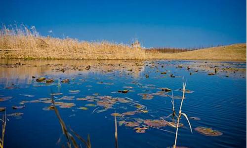 上海湿地公园的景点介绍_上海湿地公园的景点介绍作文