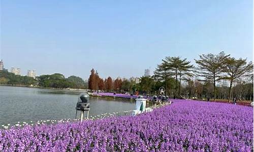 佛山顺峰山公园花海_佛山 顺峰山公园