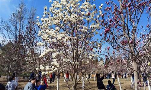 北京雕塑公园玉兰花节_北京雕塑公园玉兰花节门票