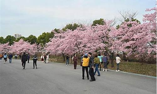 顾村公园樱花节人流数量_顾村公园樱花节人多吗