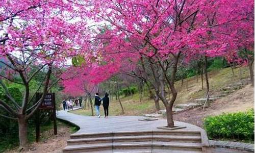 福州金山公园 樱花_福州金山公园樱花