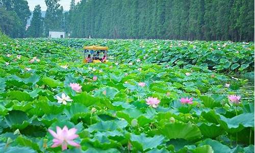 三水荷花世界旅游攻略_三水荷花世界游玩攻略